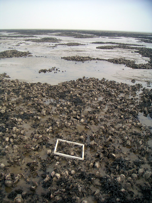 intertidal mussel bed