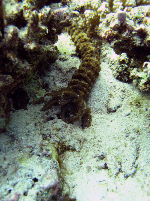 sea cucumber
