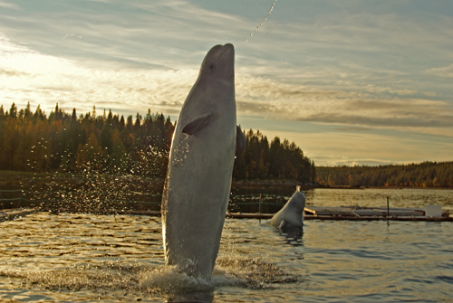 beluga
