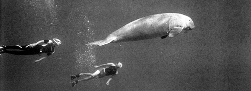 dugong