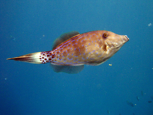 scrawled filefish