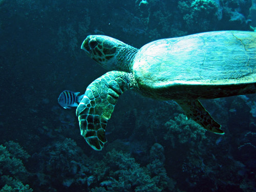 Hawksbill