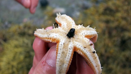 starfish