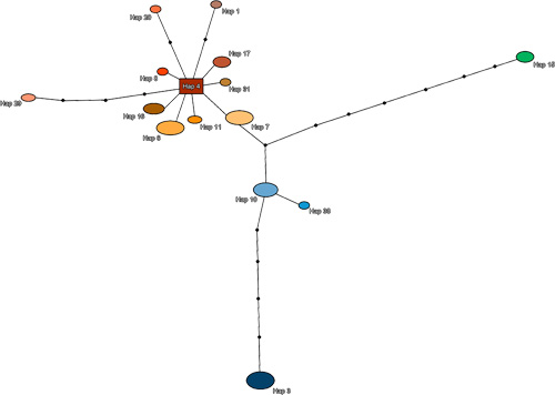 haplotype