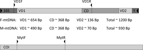 mtdna