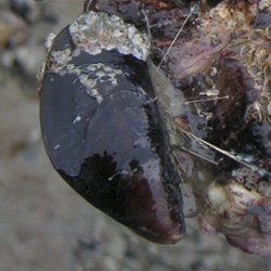 waddensea